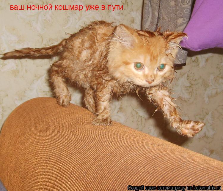 Котоматрица: ваш ночной кошмар уже в пути