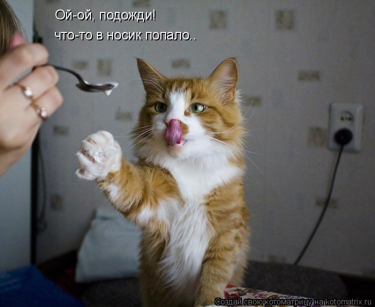 Ой-ой, подожди! что-то в носик попало..... Котоматрица: Ой-ой, подожди! что-то в носик попало..