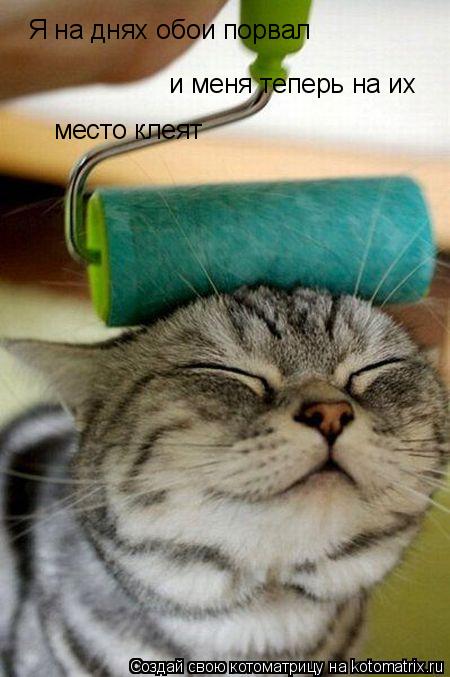 Я на днях обои порвал и меня теперь на их место клеят... Котоматрица: Я на днях обои порвал и меня теперь на их место клеят