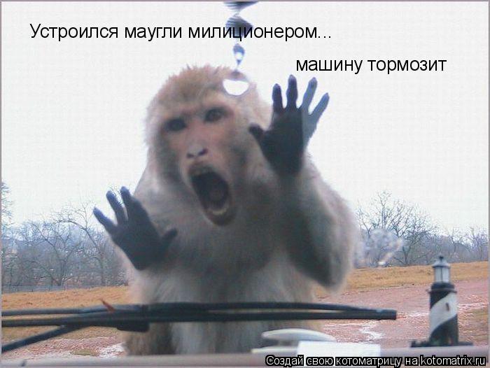 машину тормозит Устроился маугли милиционером...... Котоматрица: машину тормозит Устроился маугли милиционером...