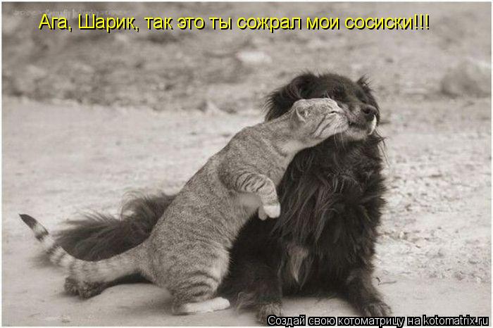 Котоматрица: Ага, Шарик, так это ты сожрал мои сосиски!!!