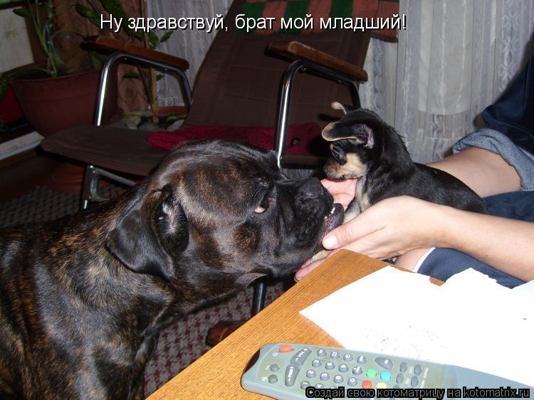 Ну здравствуй, брат мой младший!... Котоматрица: Ну здравствуй, брат мой младший!