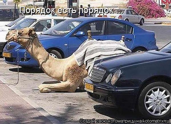Порядок есть порядок ...... Котоматрица: Порядок есть порядок ...