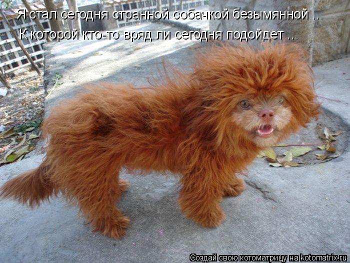 Я стал сегодня странной собачкой безымянной ... К которой кто-то вряд ли сегодня подойдёт ...... Котоматрица: Я стал сегодня странной собачкой безымянной ... К которой кто-то вряд ли сегодня подойдёт ...