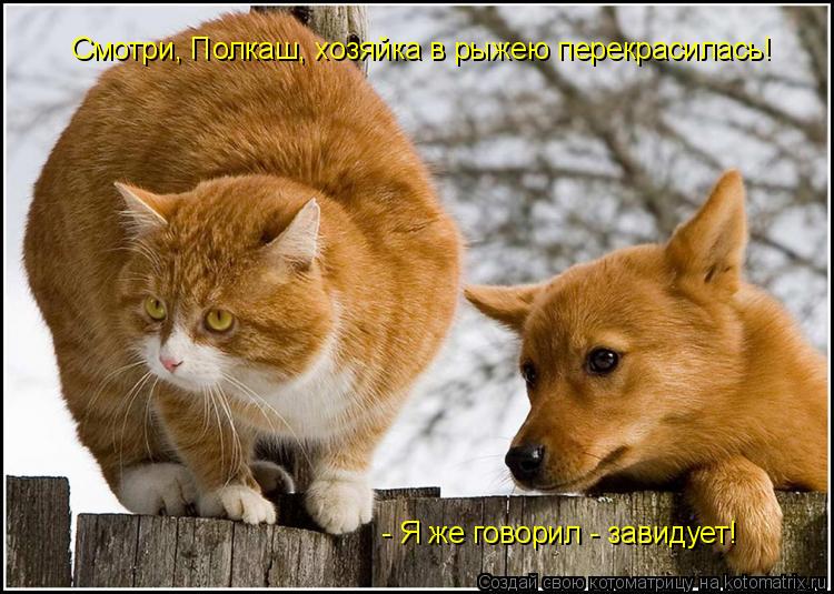 Смотри, Полкаш, хозяйка в рыжею перекрасилась! - Я же говорил - завидует!... Котоматрица: Смотри, Полкаш, хозяйка в рыжею перекрасилась! - Я же говорил - завидует!