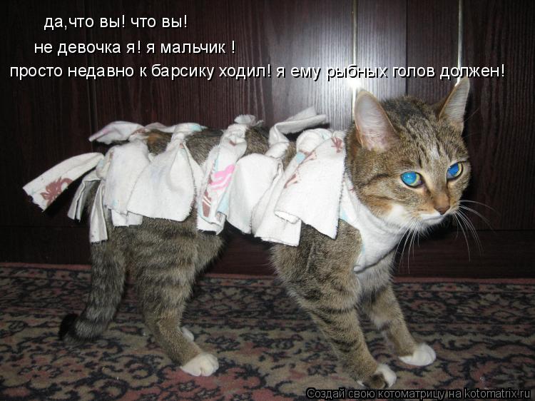 просто недавно к барсику ходил! я ему рыбных голов должен! не девочка я! я мальчик ! да,что вы! что в... Котоматрица: просто недавно к барсику ходил! я ему рыбных голов должен! не девочка я! я мальчик ! да,что вы! что вы!