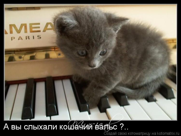 А вы слыхали кошачий вальс ?..... Котоматрица: А вы слыхали кошачий вальс ?..