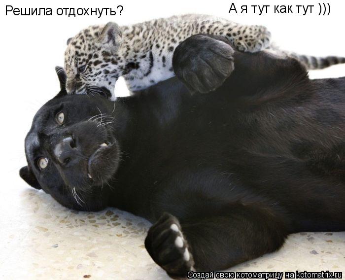 Решила отдохнуть? А я тут как тут )))... Котоматрица: Решила отдохнуть? А я тут как тут )))