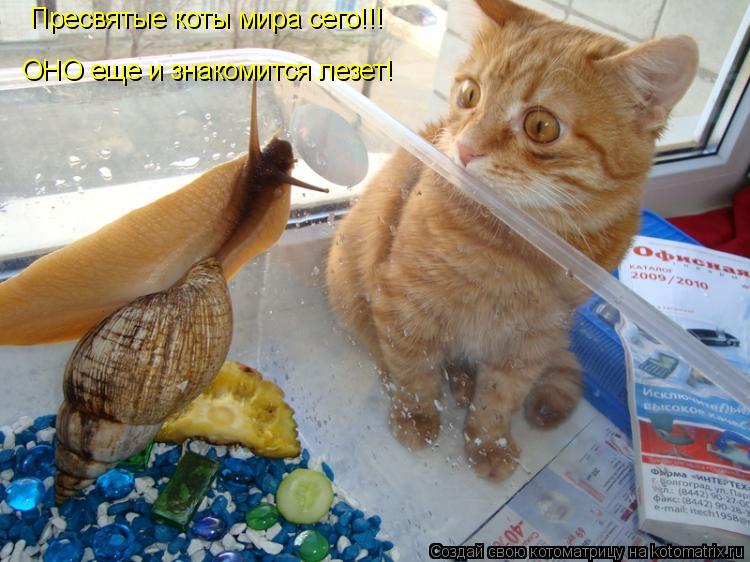 Пресвятые коты мира сего!!! ОНО еще и знакомится лезет!... Котоматрица: Пресвятые коты мира сего!!! ОНО еще и знакомится лезет!