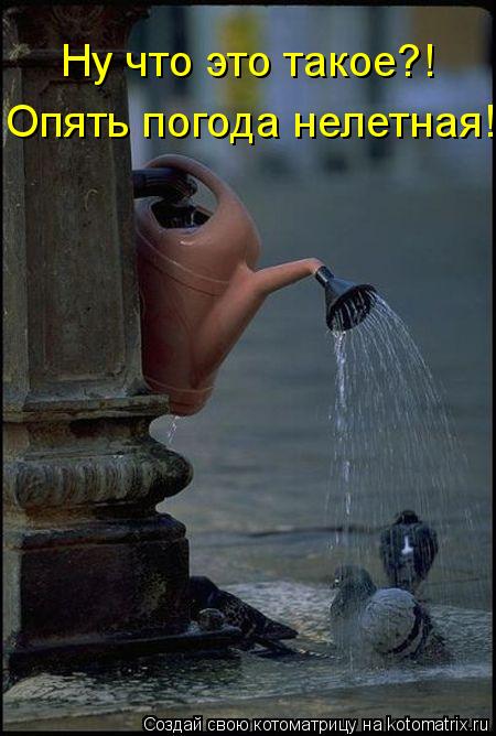 Котоматрица: Ну что это такое?! Опять погода нелетная!