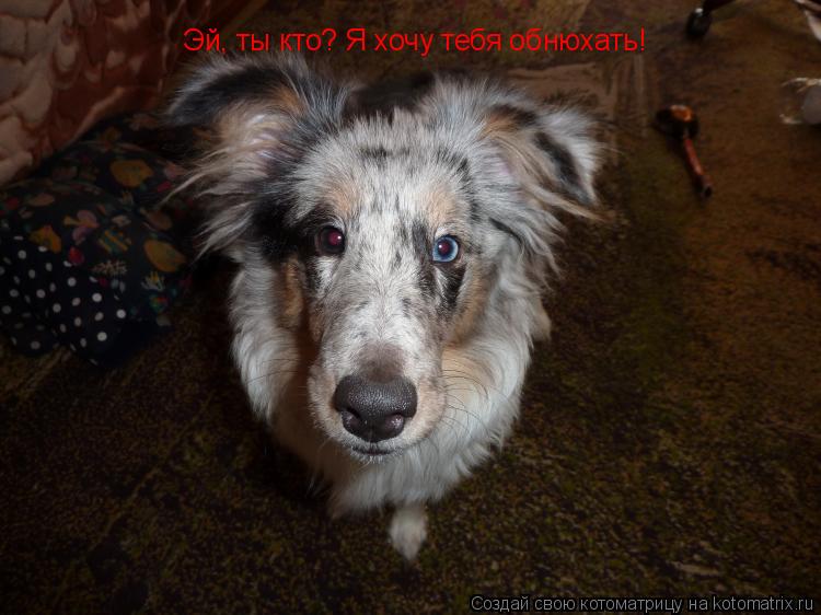 Эй, ты кто? Я хочу тебя обнюхать!... Котоматрица: Эй, ты кто? Я хочу тебя обнюхать!