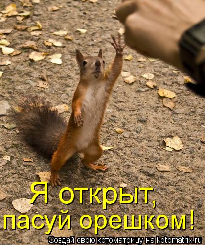 Я открыт, пасуй орешком!... Котоматрица: Я открыт, пасуй орешком!