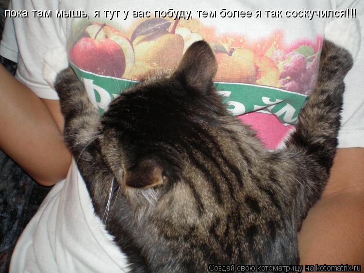 пока там мышь, я тут у вас побуду, тем более я так соскучился!!!... Котоматрица: пока там мышь, я тут у вас побуду, тем более я так соскучился!!!