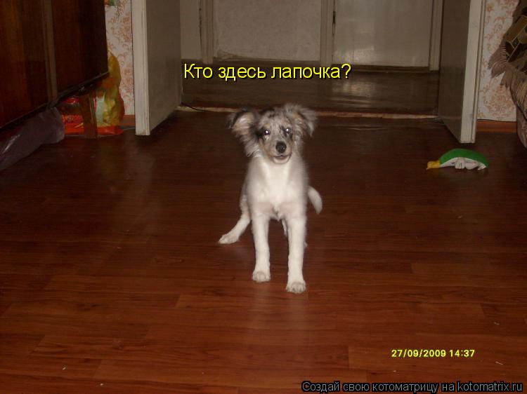 Кто здесь лапочка?... Котоматрица: Кто здесь лапочка?