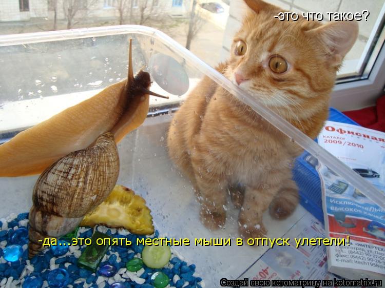 -это что такое? -да...это опять местные мыши в отпуск улетели!... Котоматрица: -это что такое? -да...это опять местные мыши в отпуск улетели!