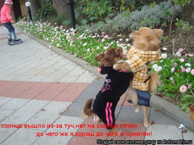 Котоматрица: солнце вышло из-за туч,нет на солнце пятен.  солнце вышло из-за туч,нет на солнце пятен.  до чего же я хорош,до чего ж приятен!  до чего же я хоро
