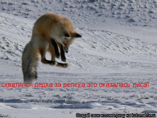Котоматрица: схватился дедка за репку,а это оказалась лиса!