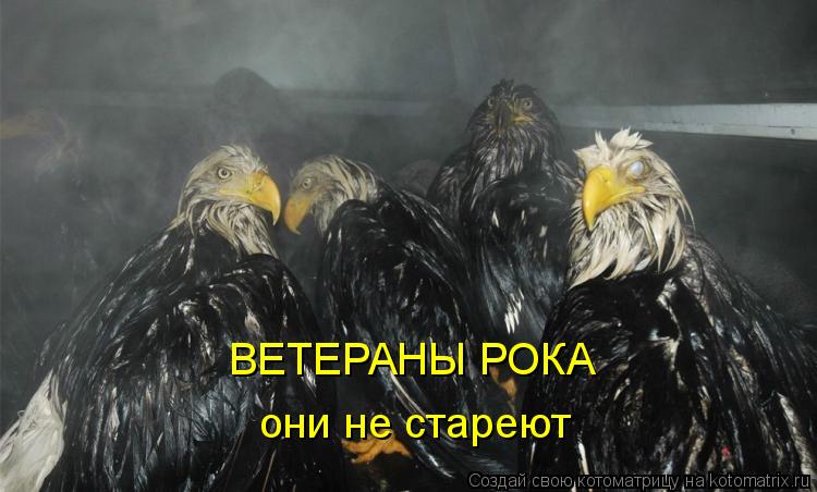 ВЕТЕРАНЫ РОКА они не стареют... Котоматрица: ВЕТЕРАНЫ РОКА они не стареют