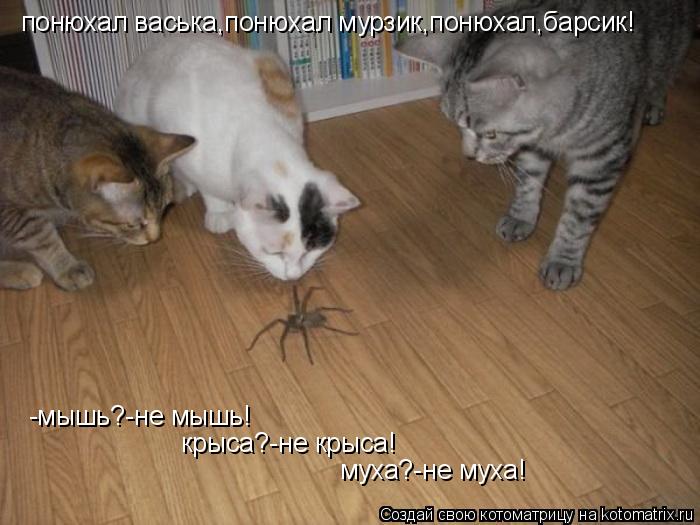 Котоматрица: понюхал васька,понюхал мурзик,понюхал,барсик! -мышь?-не мышь! крыса?-не крыса! муха?-не муха!