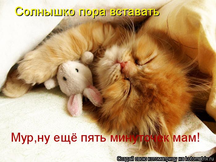 Котоматрица: Солнышко пора вставать Мур,ну ещё пять минуточек мам!