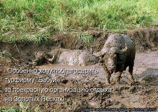 - Особенно хочу поблагодарить турфирму "Бабуин" за прекрасную организацию отдыха на Золотых Песках!... Котоматрица: - Особенно хочу поблагодарить турфирму "Бабуин" за прекрасную организацию отдыха на Золотых Песках!