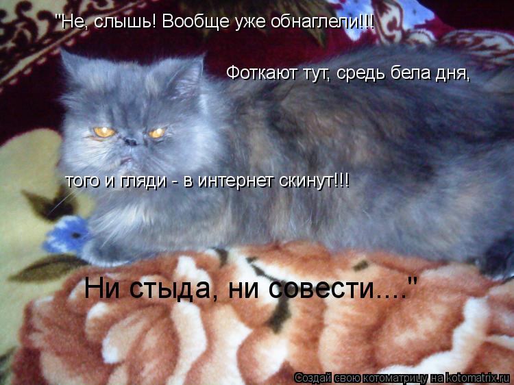 Котоматрица: "Не, слышь! Вообще уже обнаглели!!!  Фоткают тут, средь бела дня, того и гляди - в интернет скинут!!! того и гляди - в интернет скинут!!! Ни стыда, н