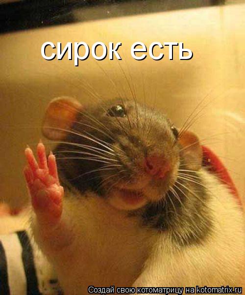 Котоматрица: сирок есть