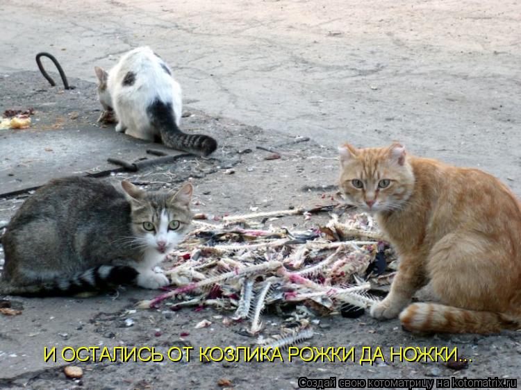 И ОСТАЛИСЬ ОТ КОЗЛИКА РОЖКИ ДА НОЖКИ...... Котоматрица: И ОСТАЛИСЬ ОТ КОЗЛИКА РОЖКИ ДА НОЖКИ...