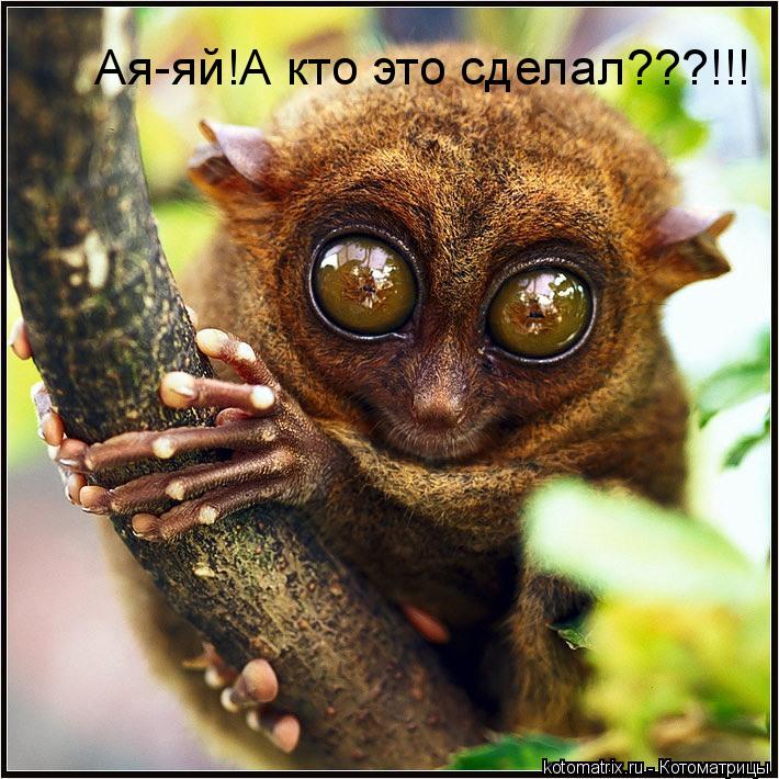 Ая-яй!А кто это сделал???!!!... Котоматрица: Ая-яй!А кто это сделал???!!!