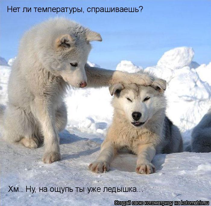 Нет ли температуры, спрашиваешь? Хм.. Ну, на ощупь ты уже ледышка...... Котоматрица: Нет ли температуры, спрашиваешь? Хм.. Ну, на ощупь ты уже ледышка...