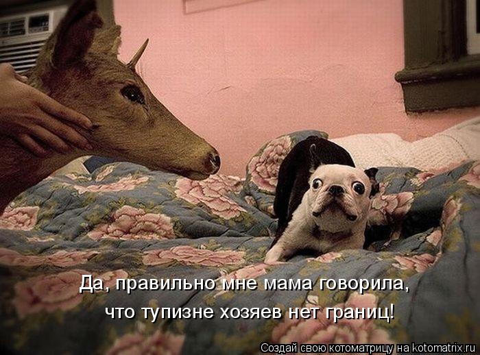 Да, правильно мне мама говорила, что тупизне хозяев нет границ!... Котоматрица: Да, правильно мне мама говорила, что тупизне хозяев нет границ!