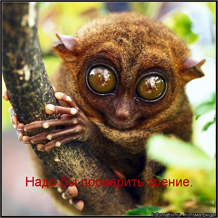 Надо бы проверить зрение.... Котоматрица: Надо бы проверить зрение.