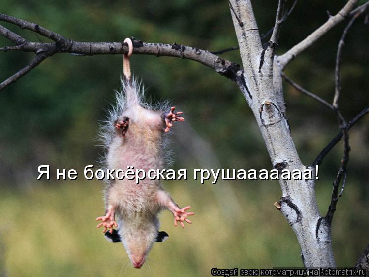 Я не боксёрская грушааааааа!... Котоматрица: Я не боксёрская грушааааааа!