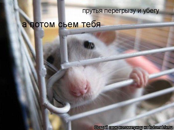 прутья перегрызу и убегу а потом сьем тебя... Котоматрица: прутья перегрызу и убегу а потом сьем тебя