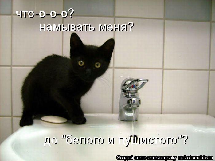 что-о-о-о? намывать меня? до "белого и пушистого"?... Котоматрица: что-о-о-о? намывать меня? до "белого и пушистого"?