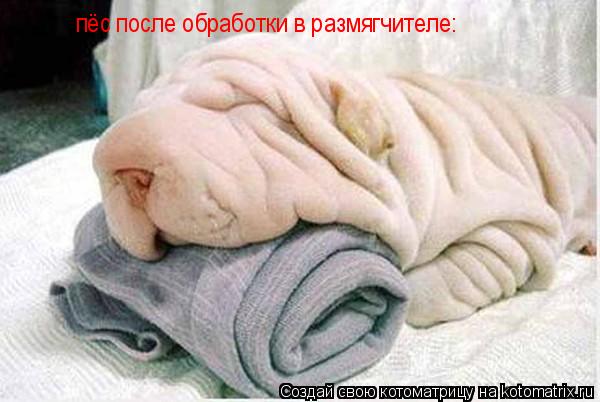 пёс после обработки в размягчителе:... Котоматрица: пёс после обработки в размягчителе: