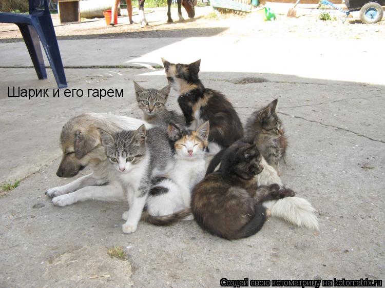 Шарик и его гарем... Котоматрица: Шарик и его гарем