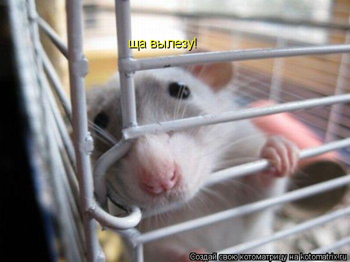 ща вылезу!... Котоматрица: ща вылезу!