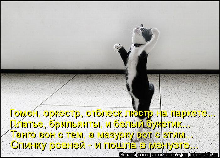 Гомон, оркестр, отблеск люстр на паркете... Платье, брильянты, и белый букетик... Танго вон с тем, а ... Котоматрица: Гомон, оркестр, отблеск люстр на паркете... Платье, брильянты, и белый букетик... Танго вон с тем, а мазурку вот с этим... Спинку ровней - и пошла