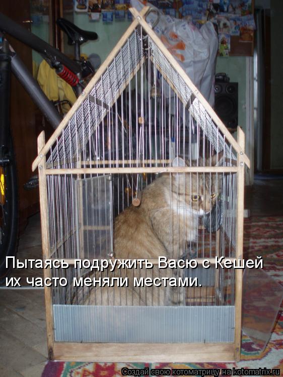 Пытаясь подружить Васю с Кешей их часто меняли местами.... Котоматрица: Пытаясь подружить Васю с Кешей их часто меняли местами.