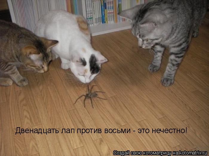 Двенадцать лап против восьми - это нечестно!... Котоматрица: Двенадцать лап против восьми - это нечестно!