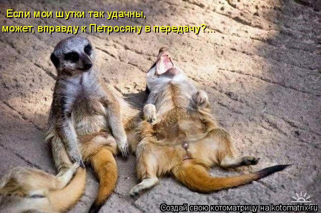 Если мои шутки так удачны, может, вправду к Петросяну в передачу?...... Котоматрица: Если мои шутки так удачны, может, вправду к Петросяну в передачу?...