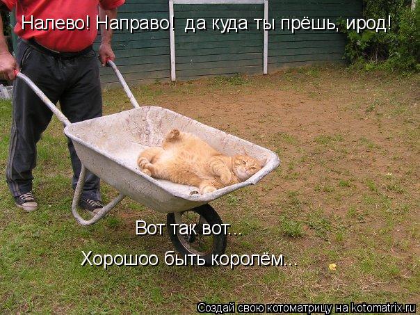 Налево! Направо! да куда ты прёшь, ирод! Вот так вот... Хорошоо быть королём...... Котоматрица: Налево! Направо! да куда ты прёшь, ирод! Вот так вот... Хорошоо быть королём...