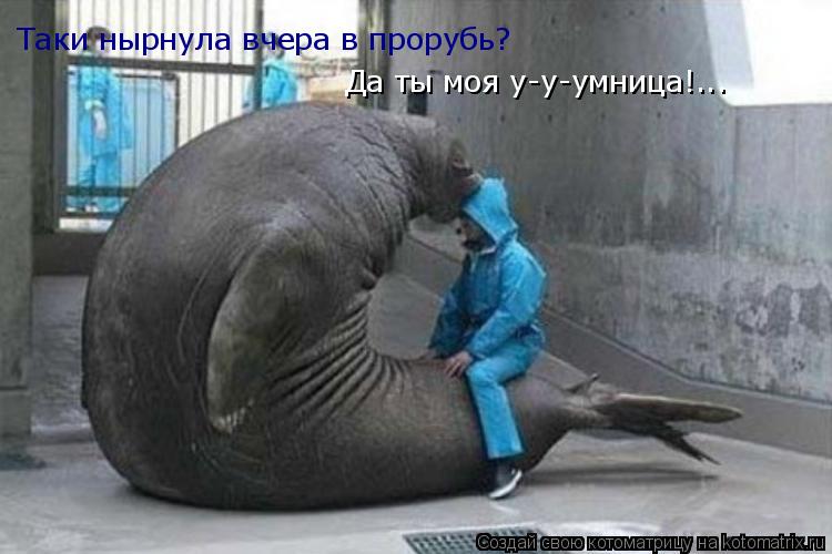 Ты, правда, вчера в прорубь ныряла? Таки нырнула вчера в прорубь? Да ты моя у-у-умница!...... Котоматрица: Ты, правда, вчера в прорубь ныряла? Таки нырнула вчера в прорубь? Да ты моя у-у-умница!...