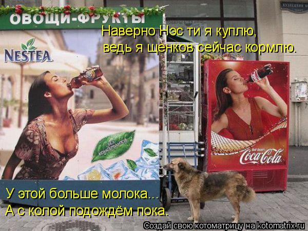 Наверно Нэс ти я куплю, ведь я щенков сейчас кормлю. У этой больше молока... А с колой подождём пока.... Котоматрица: Наверно Нэс ти я куплю, ведь я щенков сейчас кормлю. У этой больше молока... А с колой подождём пока.