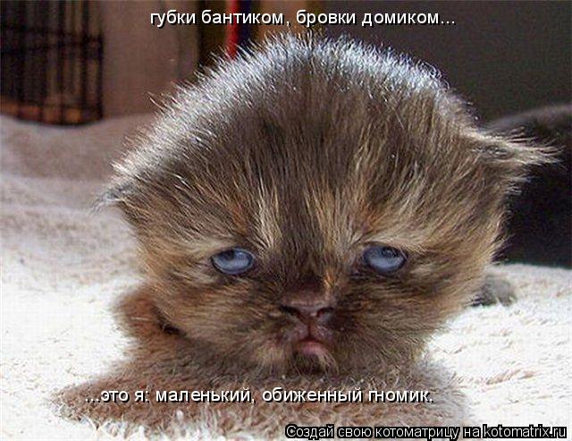 губки бантиком, бровки домиком... ...это я: маленький, обиженный гномик.... Котоматрица: губки бантиком, бровки домиком... ...это я: маленький, обиженный гномик.