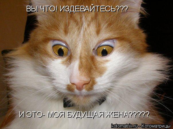 ВЫ ЧТО! ИЗДЕВАЙТЕСЬ??? И ЭТО- МОЯ БУДУЩАЯ ЖЕНА?????... Котоматрица: ВЫ ЧТО! ИЗДЕВАЙТЕСЬ??? И ЭТО- МОЯ БУДУЩАЯ ЖЕНА?????