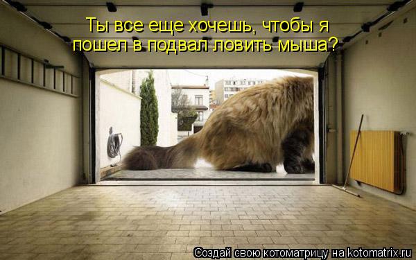 Ты все еще хочешь, чтобы я пошел в подвал ловить мыша?... Котоматрица: Ты все еще хочешь, чтобы я пошел в подвал ловить мыша?