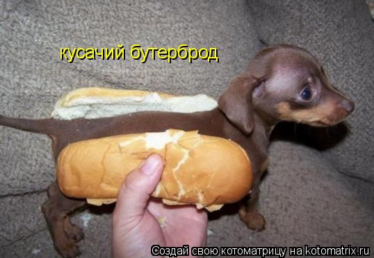 кусачий бутерброд... Котоматрица: кусачий бутерброд