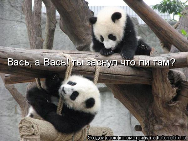 Вась, а Вась! ты заснул что ли там?... Котоматрица: Вась, а Вась! ты заснул что ли там?